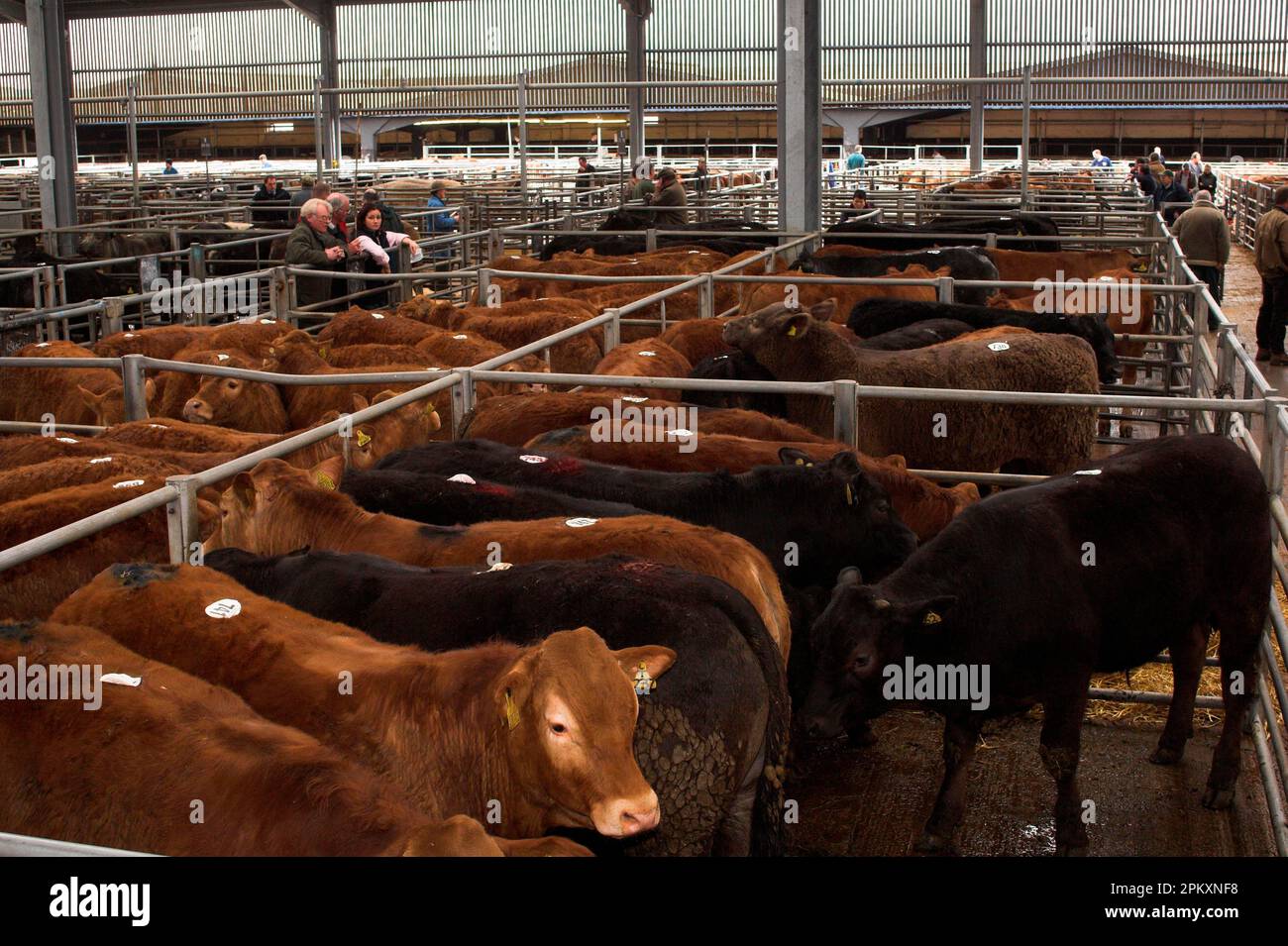 Cattle farming, livestock at auction mart ready for sale, England, United Kingdom Stock Photo