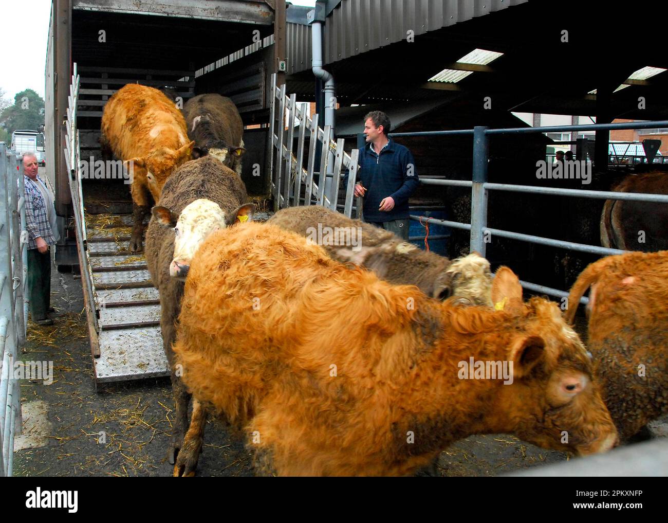 Cattle market, herd being unloading from trailer, Welshpool Store Cattle Sale, Welshpool, Powys