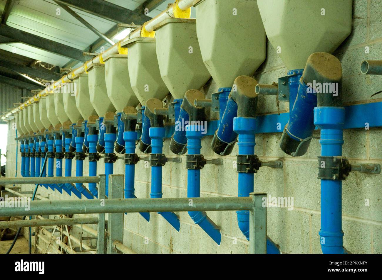 Dairy farming, milking parlour feeders, England, United Kingdom Stock