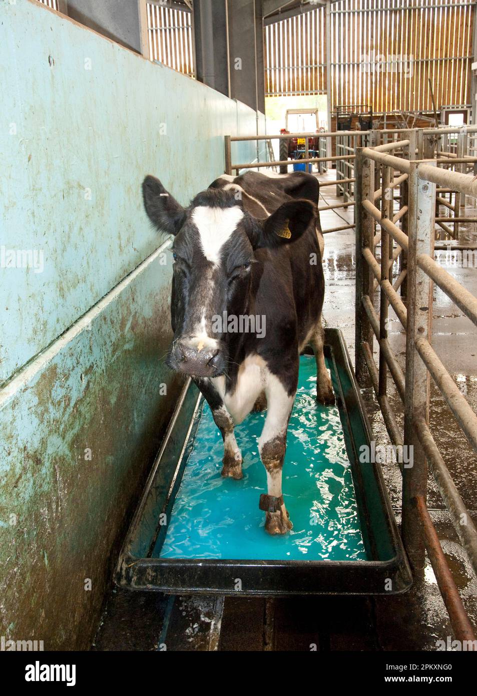 Dairy farming, Holstein cow walking through copper sulphate and formalin footbath after milking