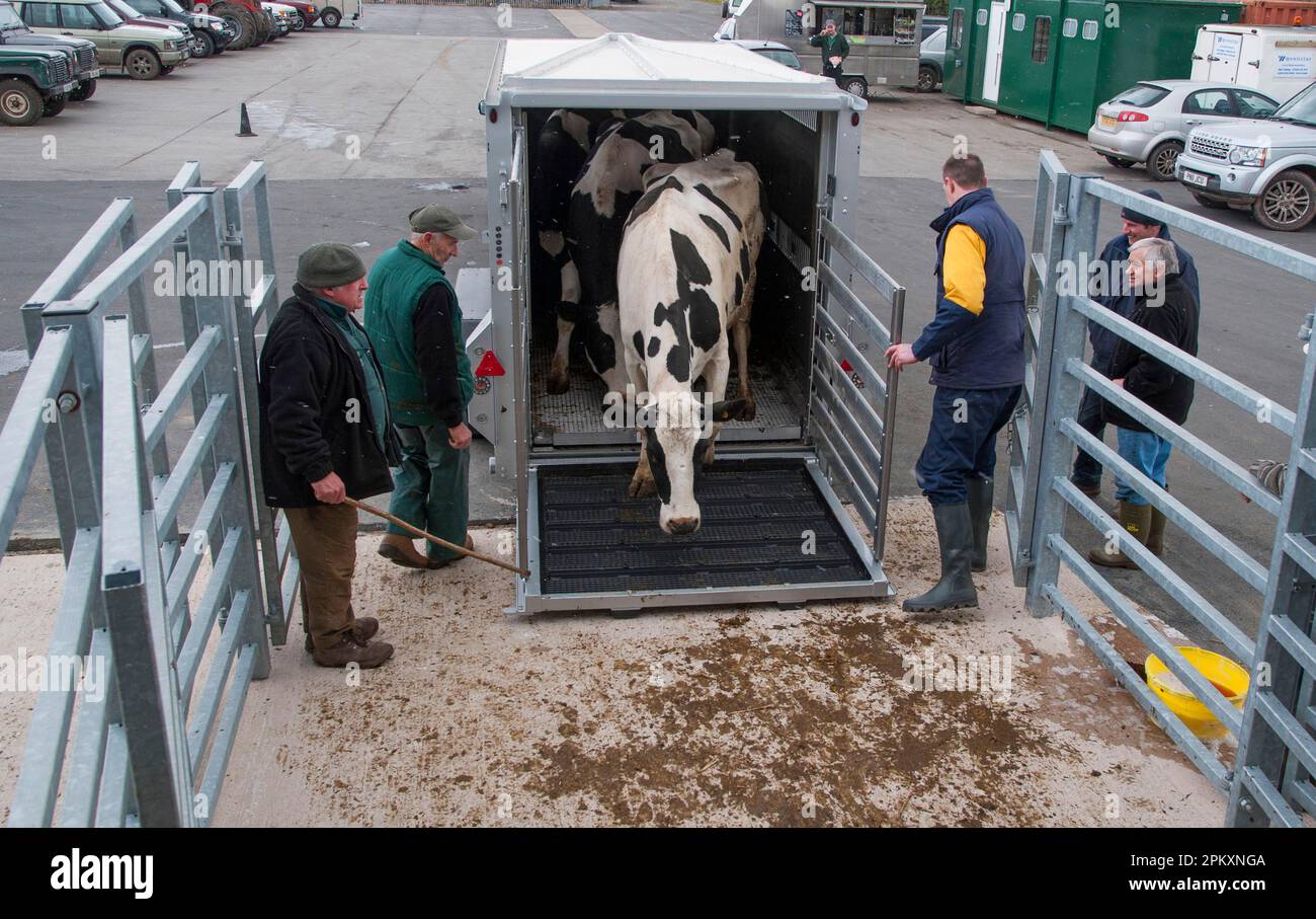 Cattle farming, unloading cull dairy cows from livestock trailer, Brock