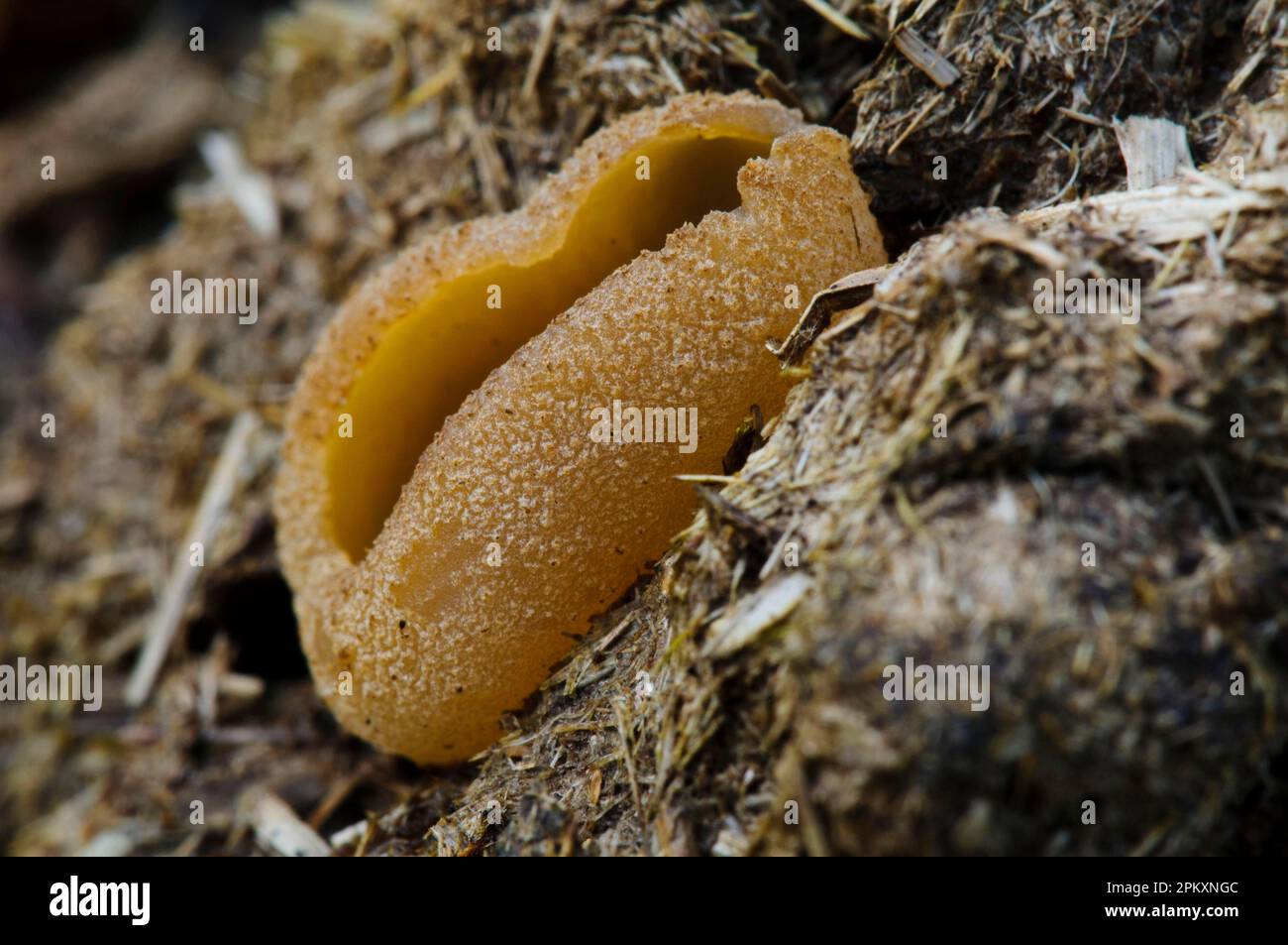 Blistered Cup (Peziza vesiculosa) fruiting body, growing on cattle dung, Arnside Knott, Cumbria, England, United Kingdom Stock Photo