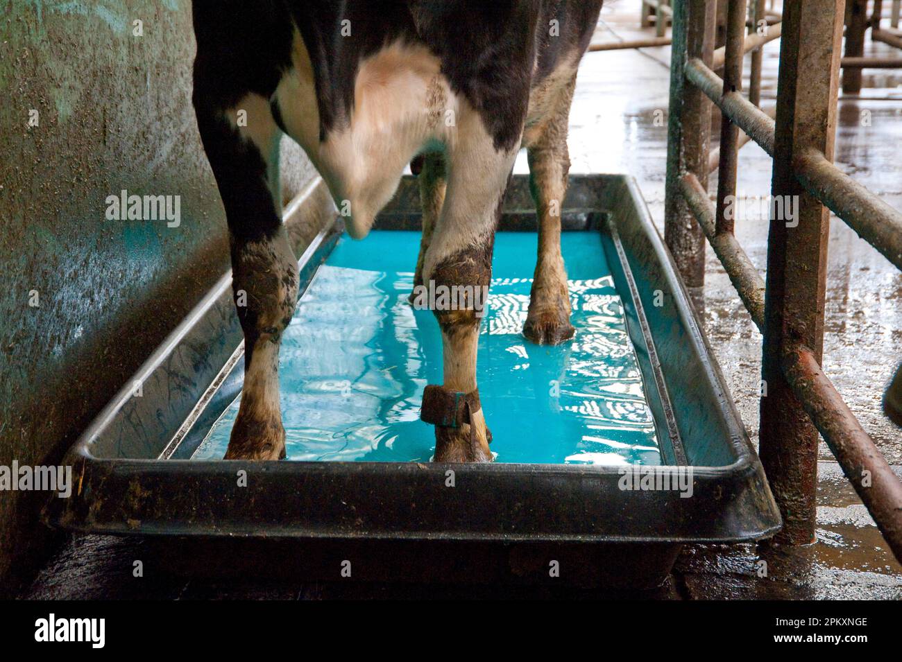 Dairy farming, Holstein cow walking through copper sulphate and formalin footbath after milking