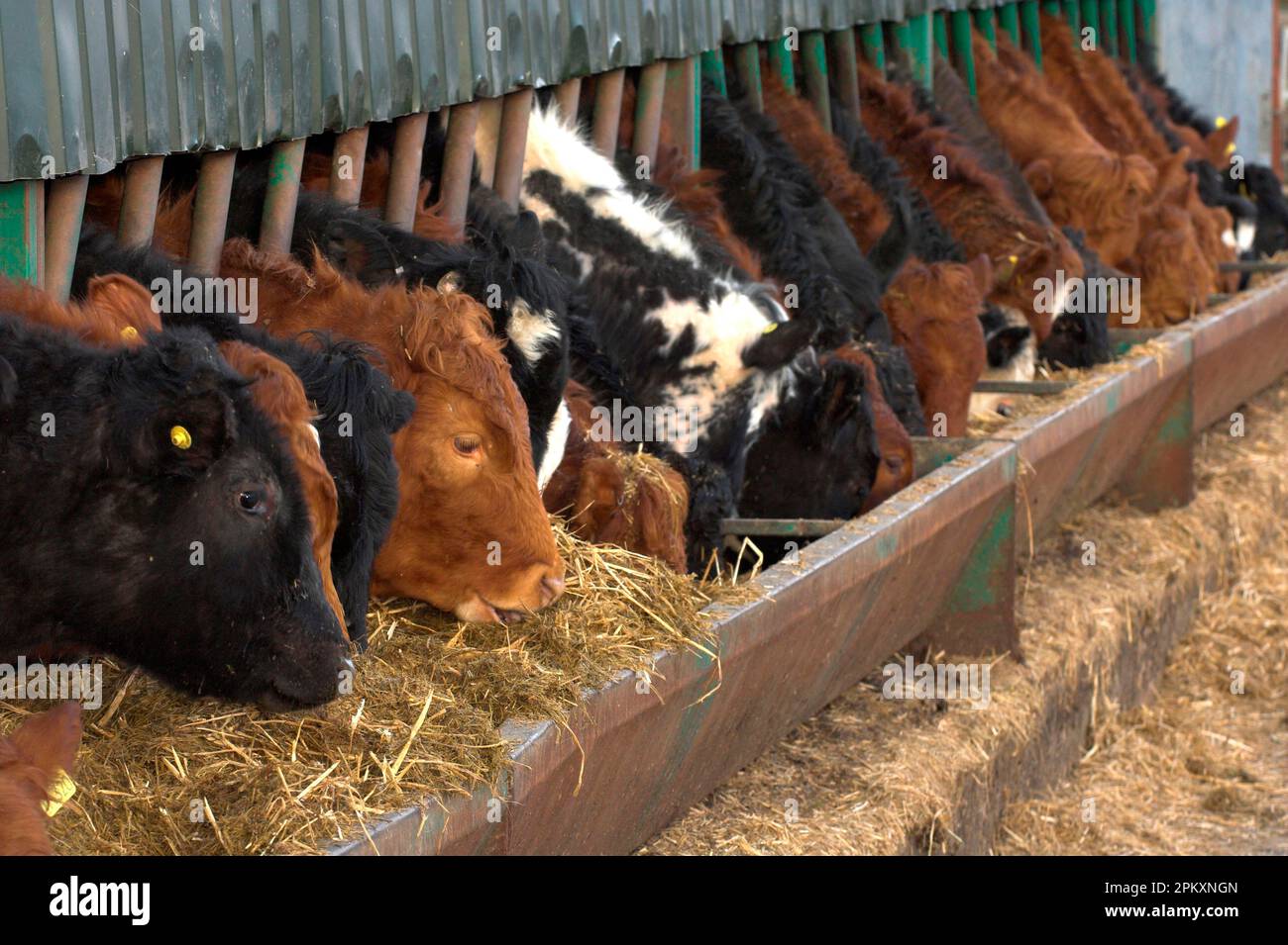 cattle-farming-beef-cattle-feeding-on-silage-mix-at-feed-barriers