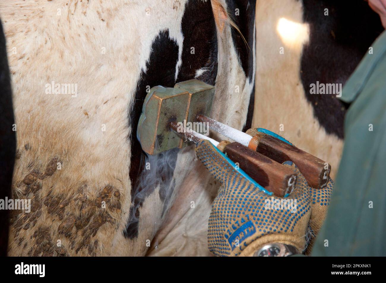 Dairy farming, farmer freeze branding dairy heifers, Scotland, United