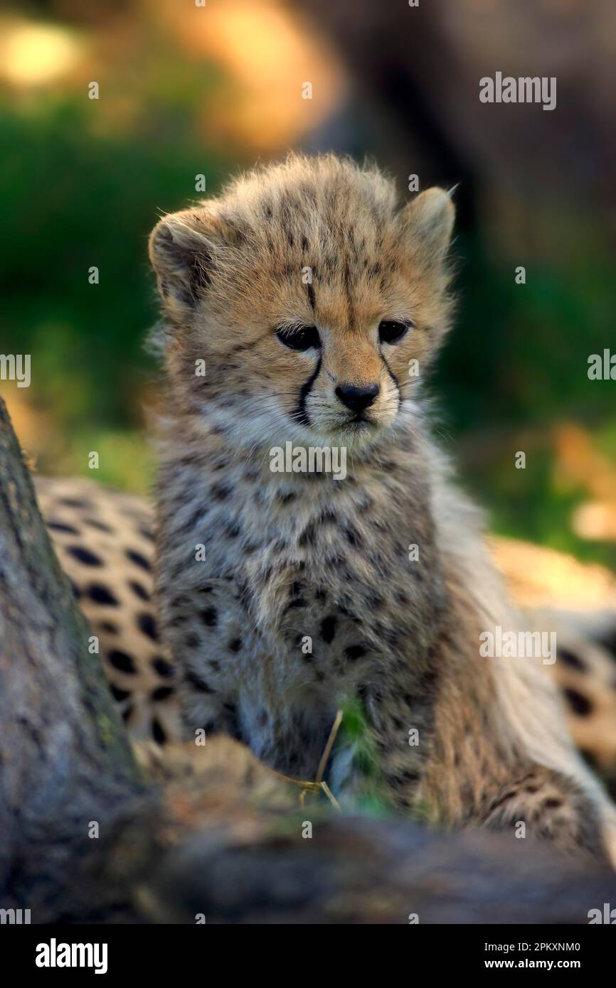 Sudan Cheetah (Acinonyx jubatus soemmeringii), young, seven weeks, Northeast Africa, Africa Stock Photo