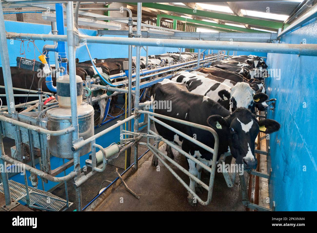 Dairy farming, milking parlour with Holstein cows, Preston, Lancashire, England, United Kingdom