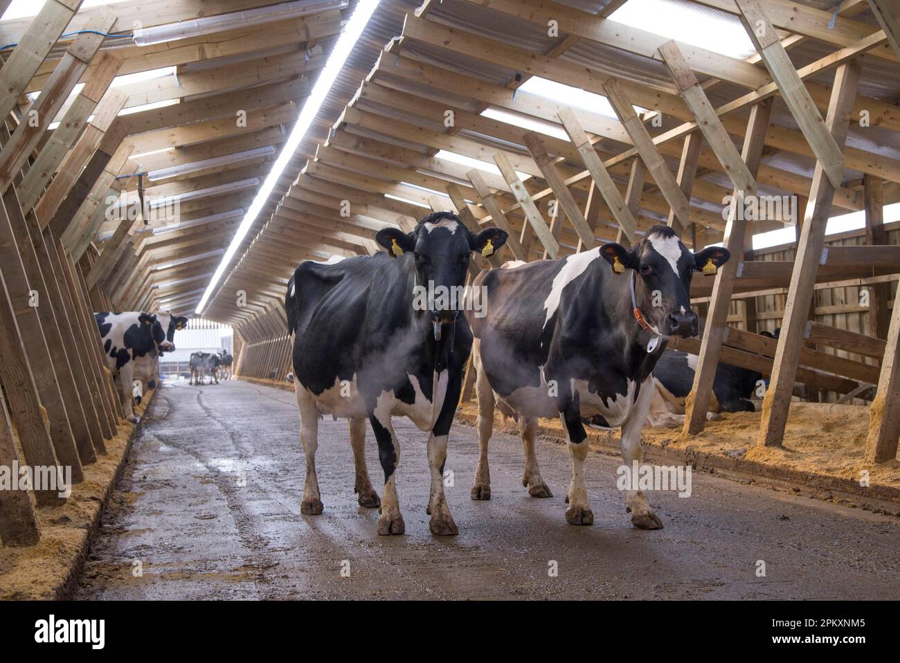 Dairy farming, Holstein dairy cows, standing in wooden cubicle house