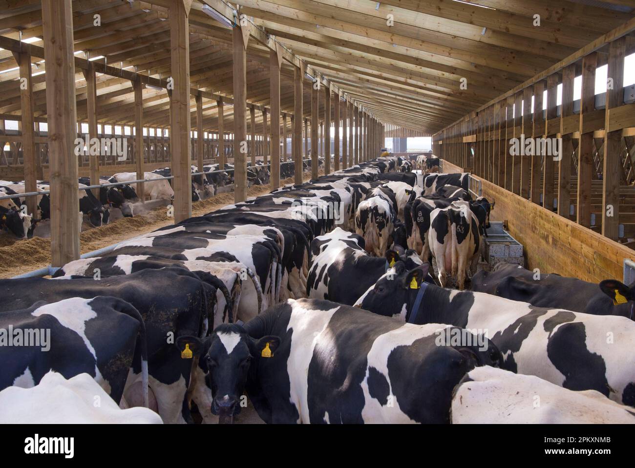 Dairy farming, Holstein dairy cows, herd standing in wooden cubicle