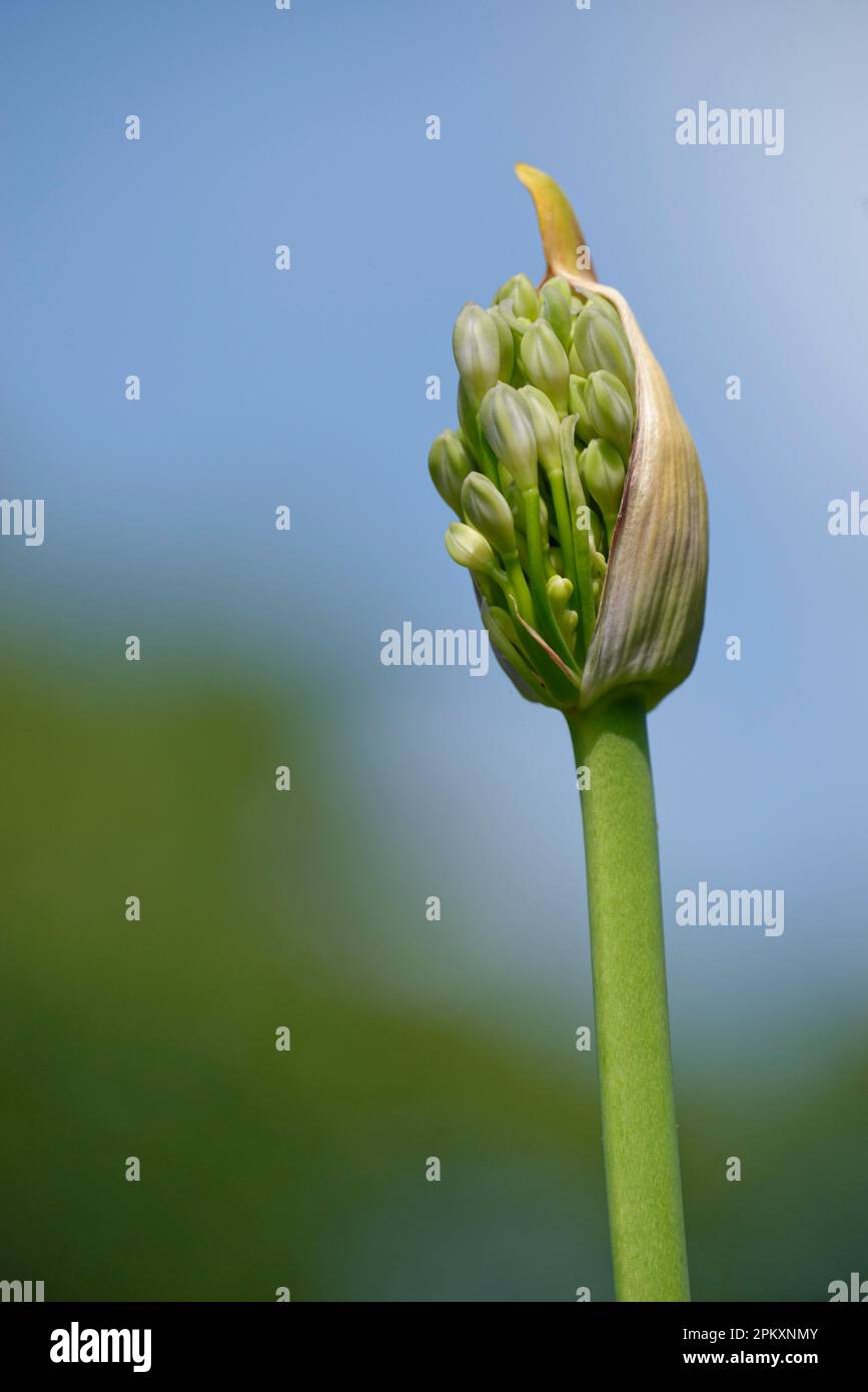 Lilies of the Nile (Agapanthus) Stock Photo