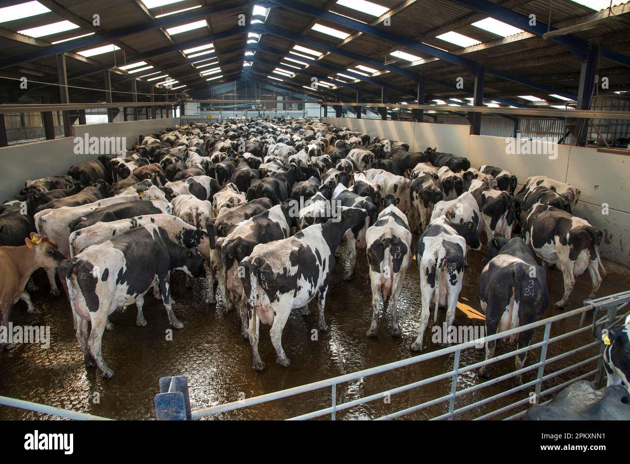 Dairy farming, Holstein cows in collecting yard before milking in Alpha Laval 50 point rotary parlour, Lancashire, England, United Kingdom Stock Photo