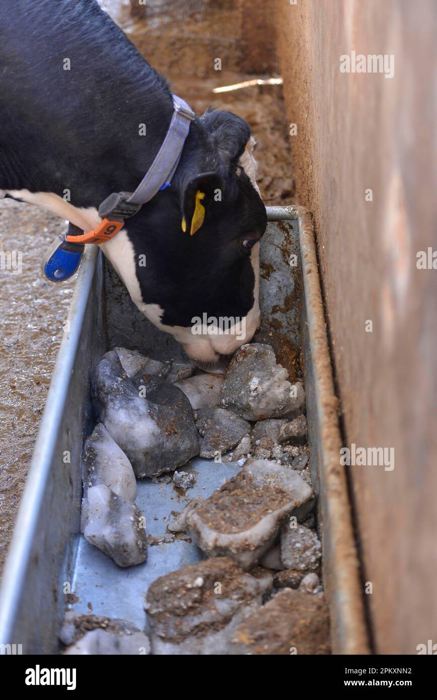 Dairy farming, Holstein dairy cow, wearing collar, close-up of head, licking mineral block from trough in wooden cubicle house, North Yorkshire Stock Photo