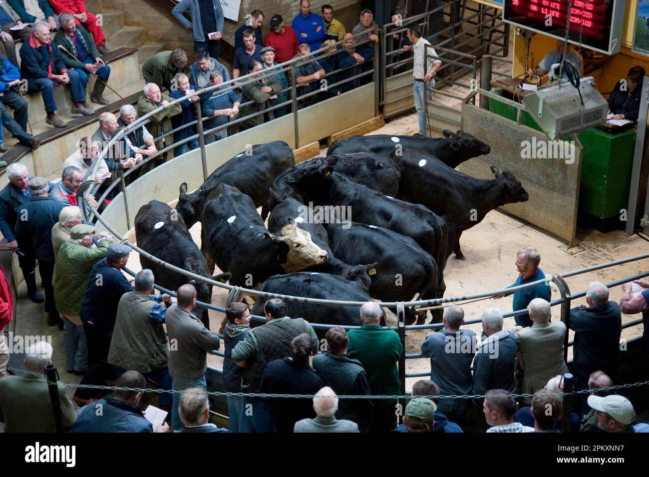 Livestock market, selling bullocks in ring, Lancaster Auction Mart