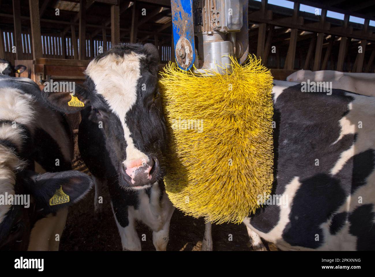 Dairy farming, Holstein dairy cows, using cow brush in wooden cubicle