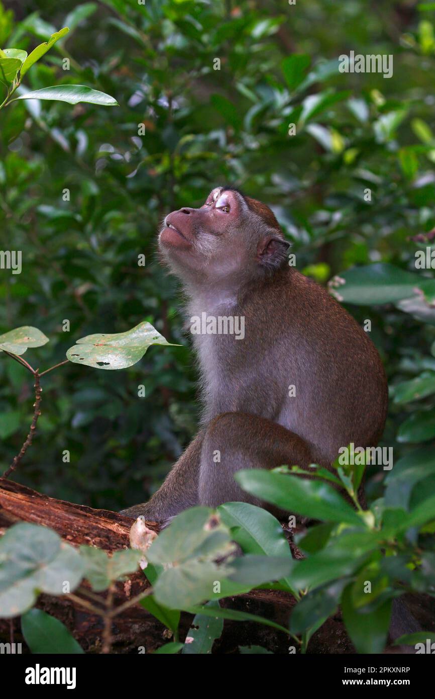 Crab-eating macaque (Macaca fascicularis), Bako National Park, Sarawak ...