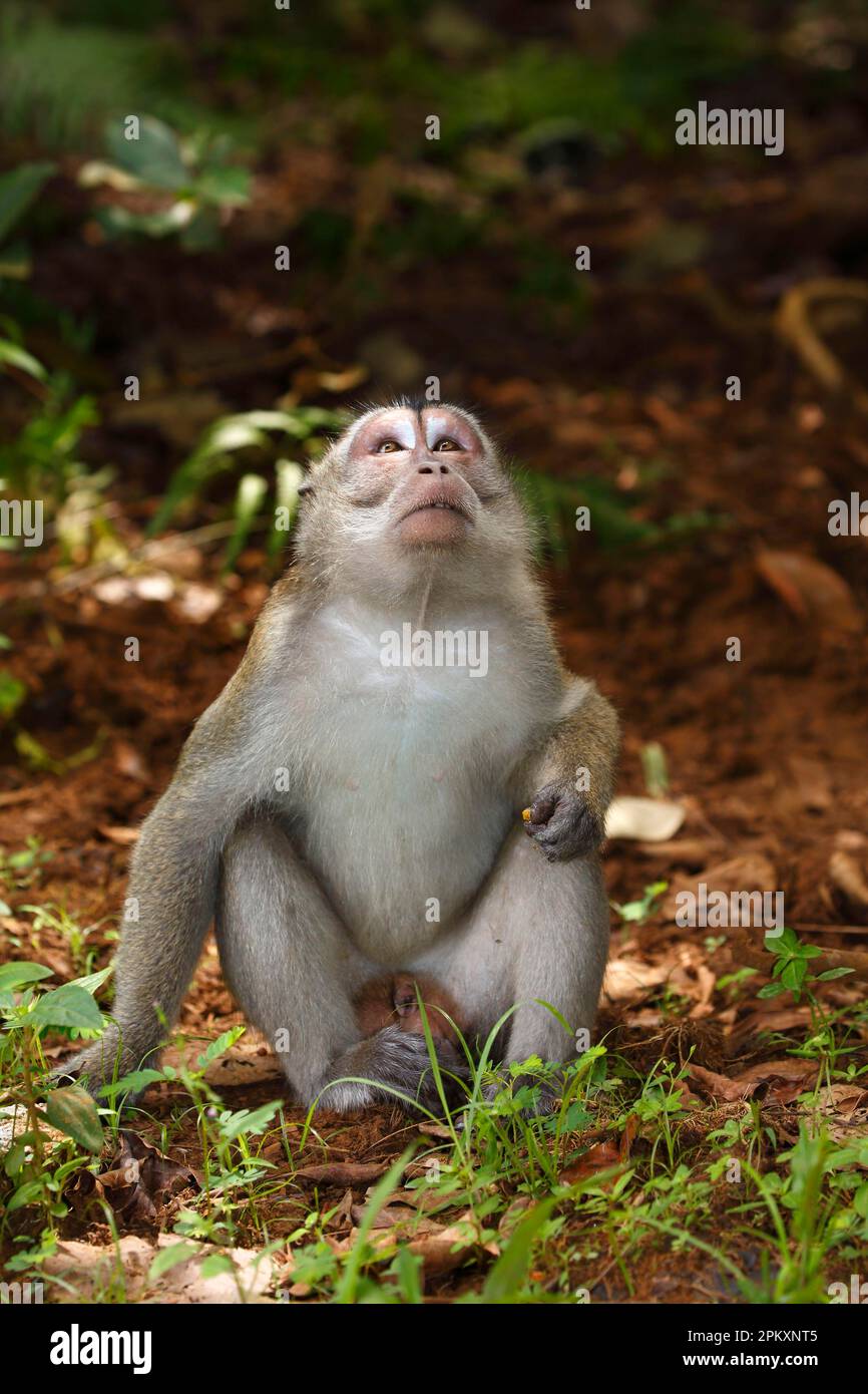Crabeating macaque (Macaca fascicularis), Bako National Park, Sarawak