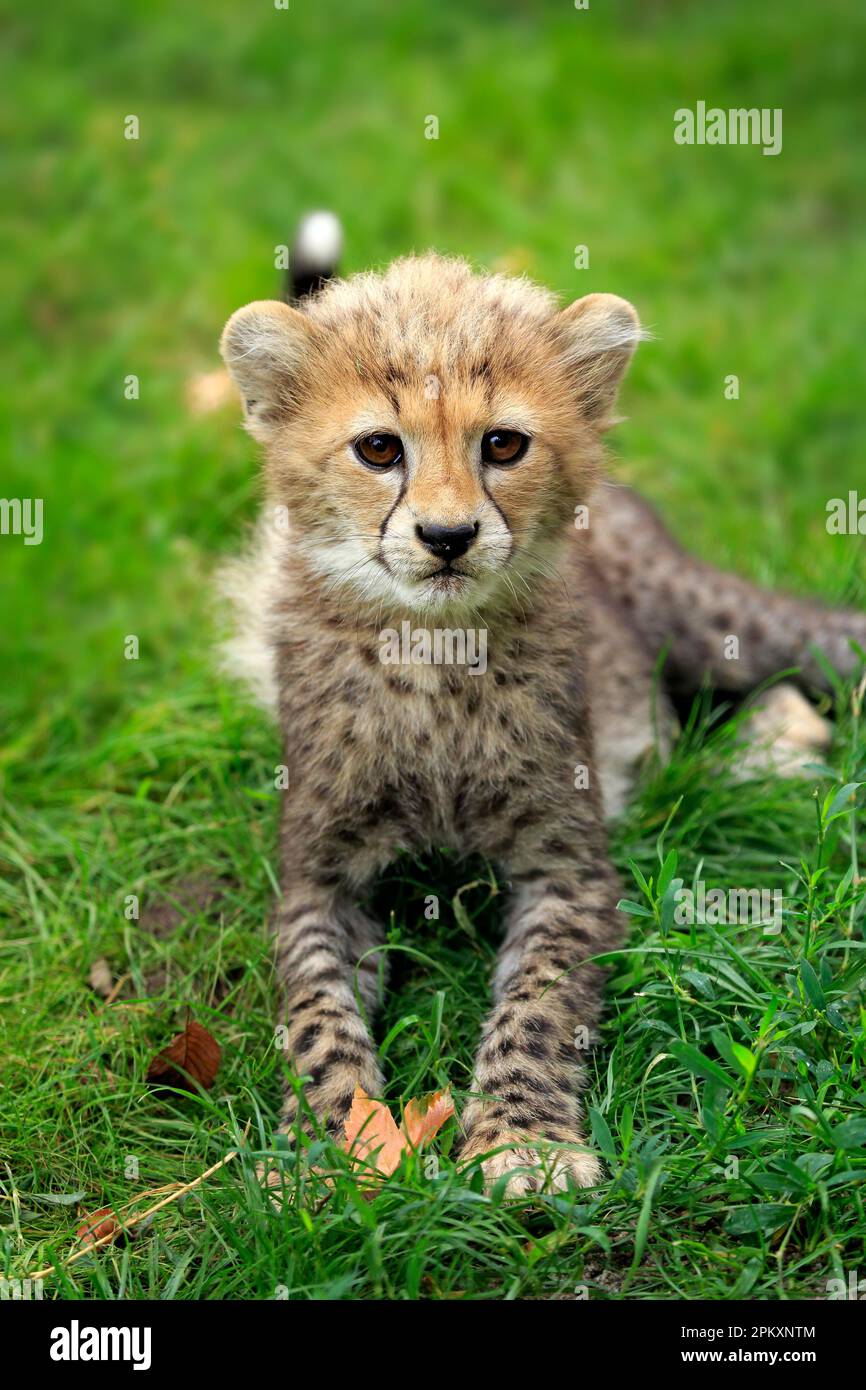 Sudan Cheetah (Acinonyx jubatus soemmeringii), young, ten weeks, Northeast Africa, Africa Stock Photo