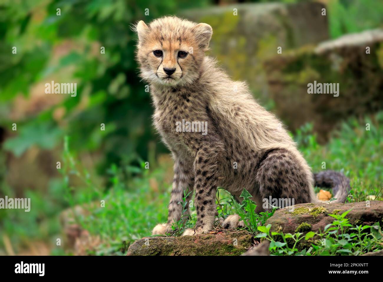 Sudan Cheetah (Acinonyx jubatus soemmeringii), young, ten weeks, Northeast Africa, Africa Stock Photo