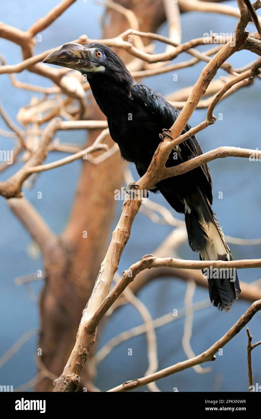 Visayan Tarictic Hornbill (Penelopides panini panini), adult female, Asia Stock Photo