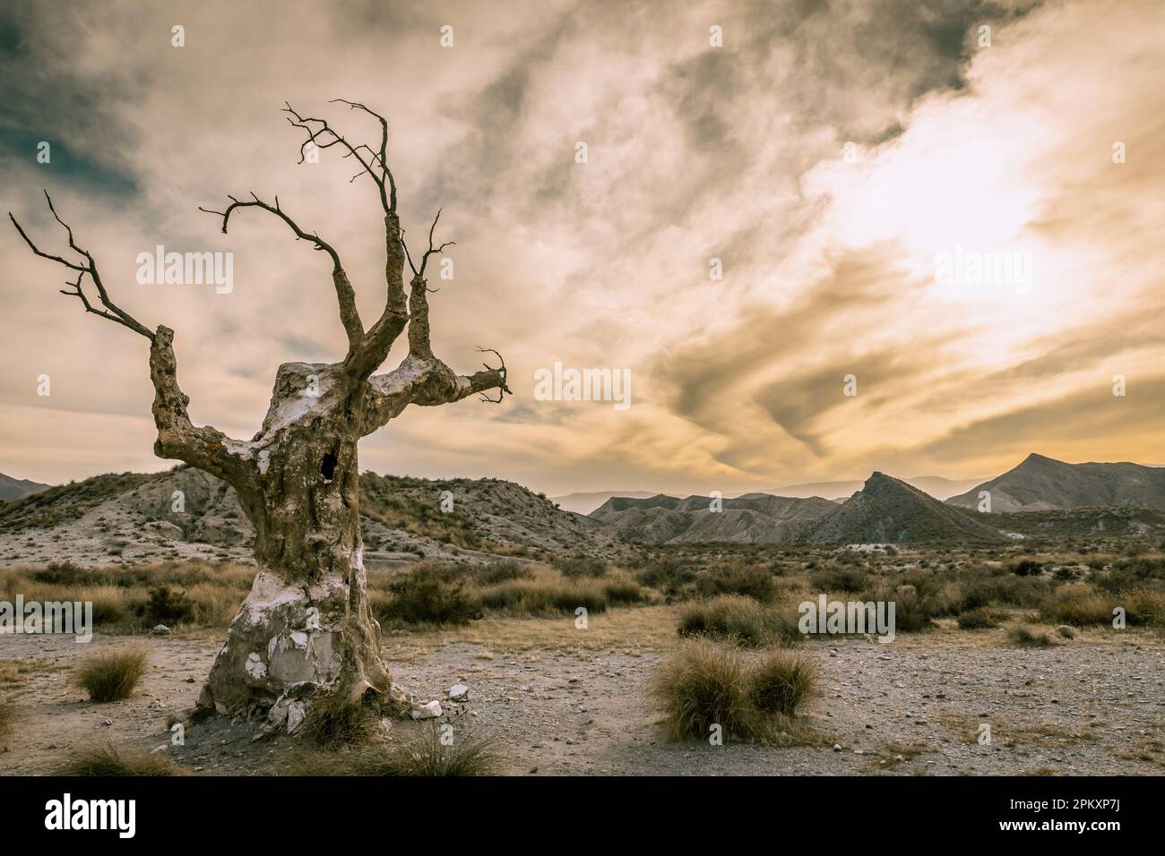 The Executioner's Tree Post-apocalyptic-like landscape in the Tabernas desert in Almeria Spain Stock Photo