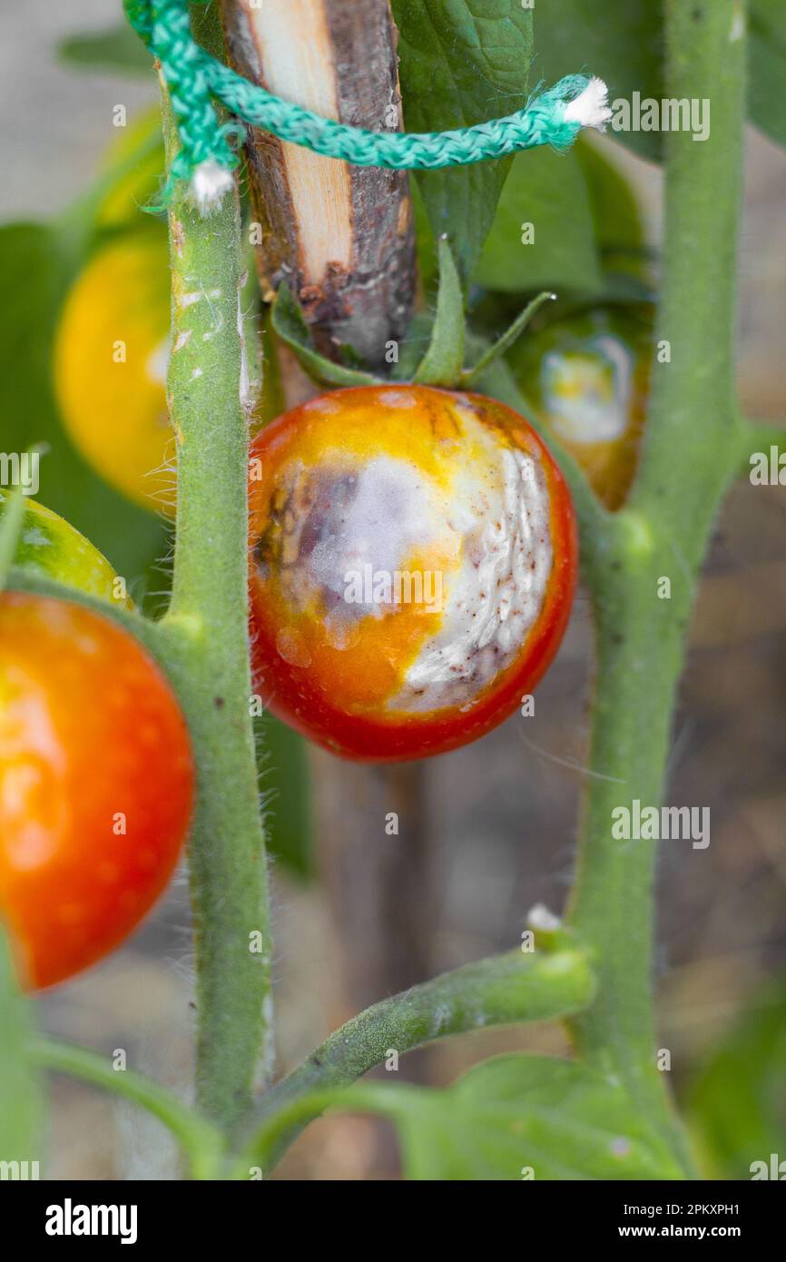 growing diseased tomato with spots, affected by late blight on a bush. Fungal diseases of