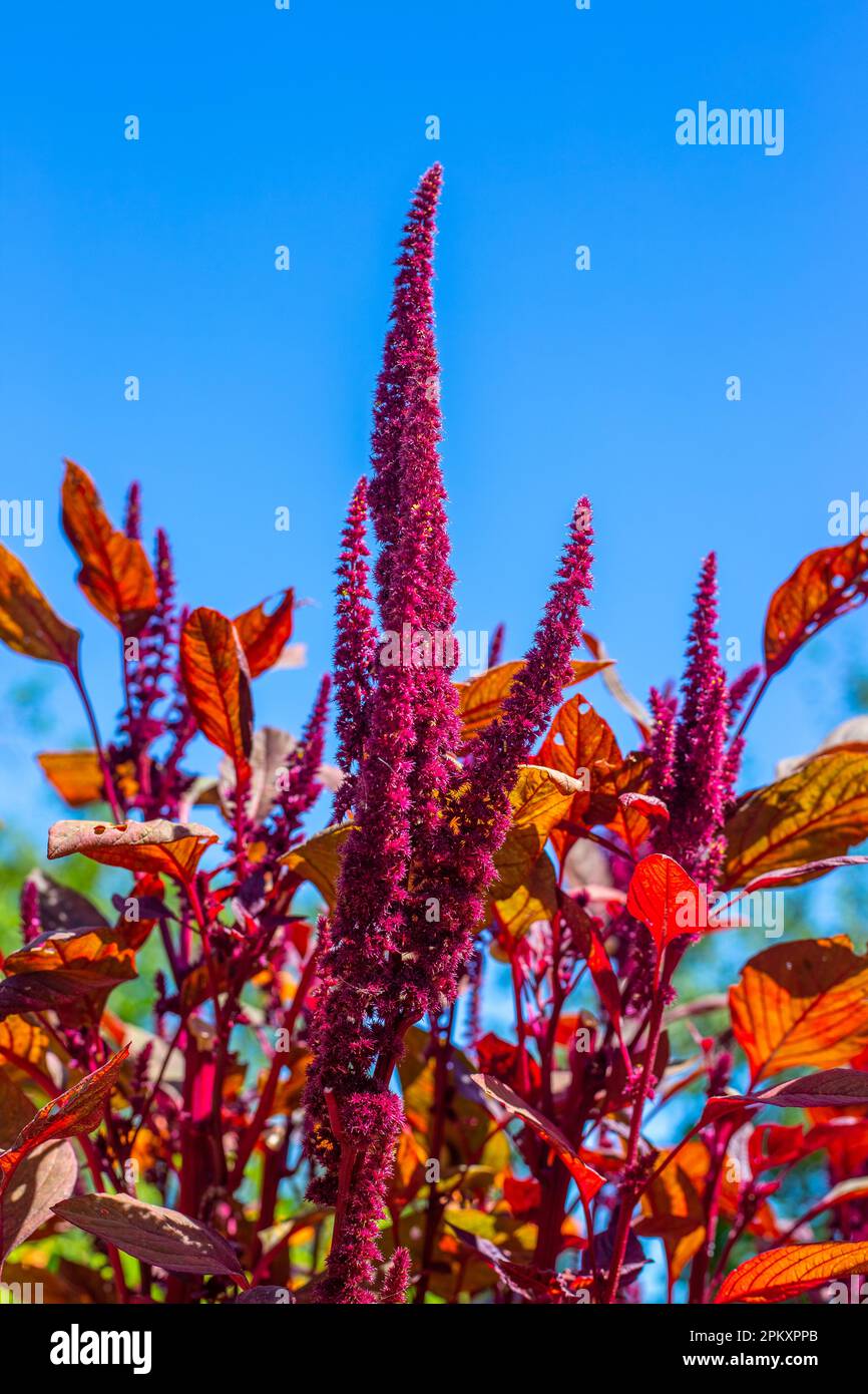 Vegetable amaranth plant with burgundy leaves and seeds against the sky on a summer day. Decorative bright flower. Stock Photo