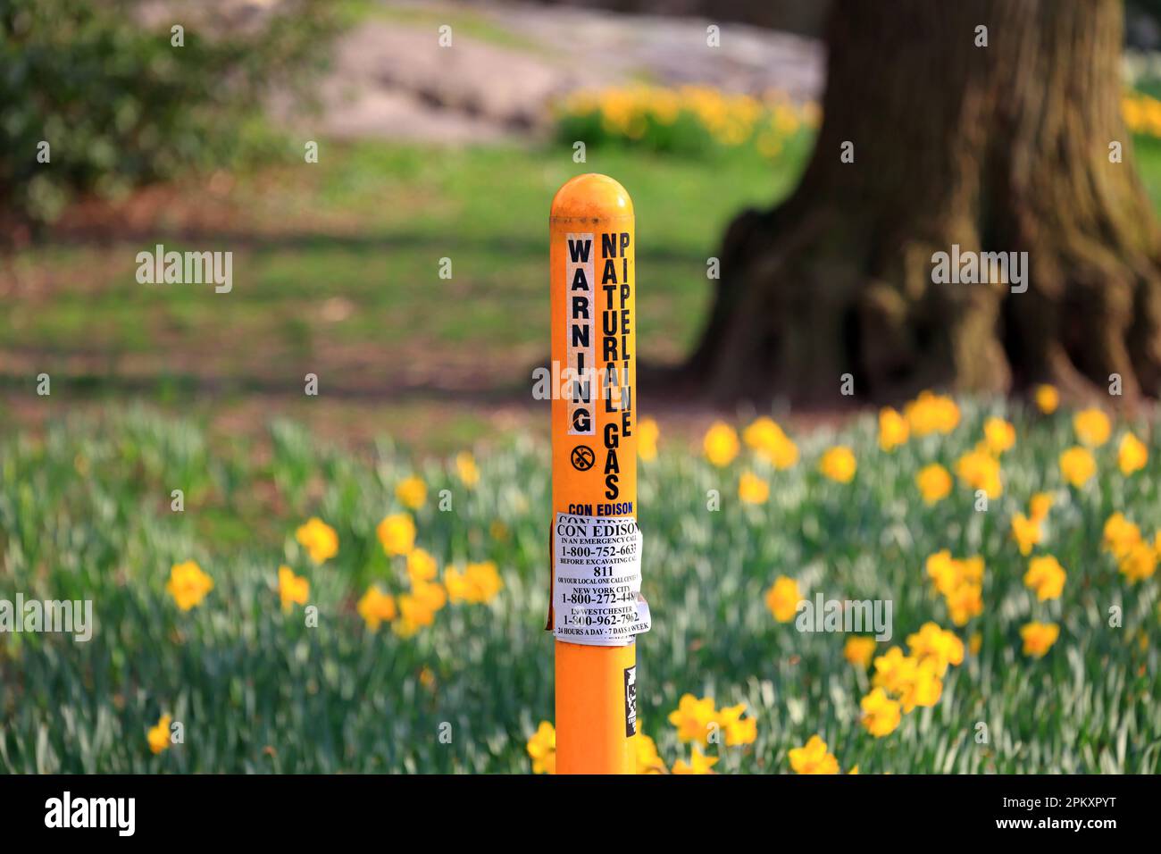 A Warning Natural Gas Pipeline market post in a field of daffodils in New York City Stock Photo