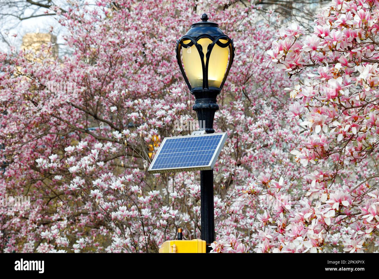 A solar panel powering a wireless emergency telephone mounted on a lamp post with magnolia trees in the background, in Central Park, New York City Stock Photo