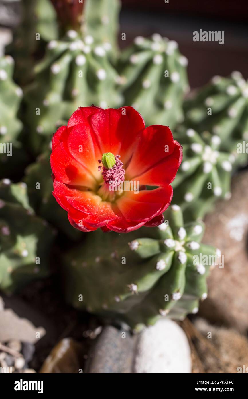 Echinocereus inermis hi-res stock photography and images - Alamy