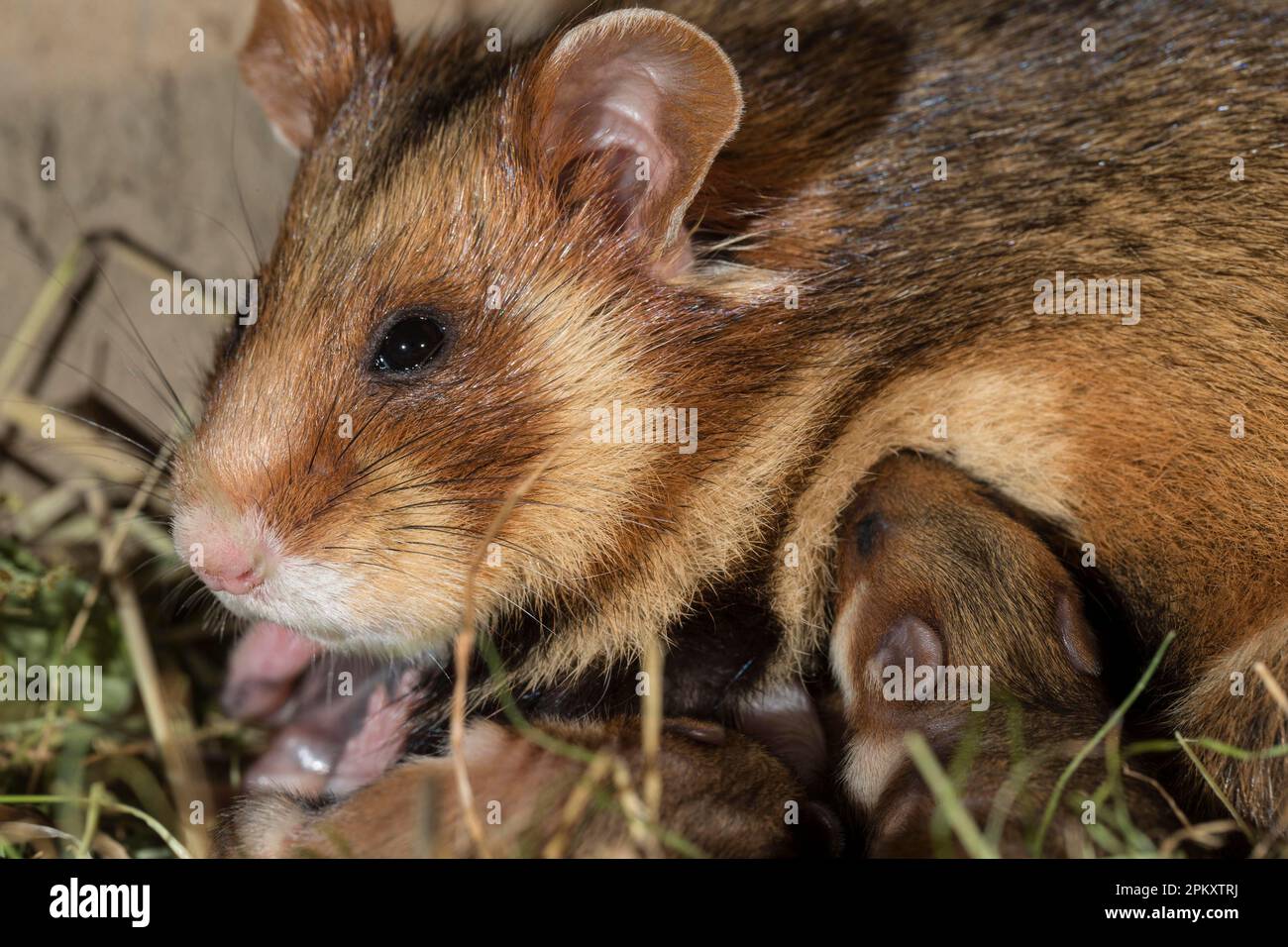 Thirsty hamster hi-res stock photography and images - Alamy