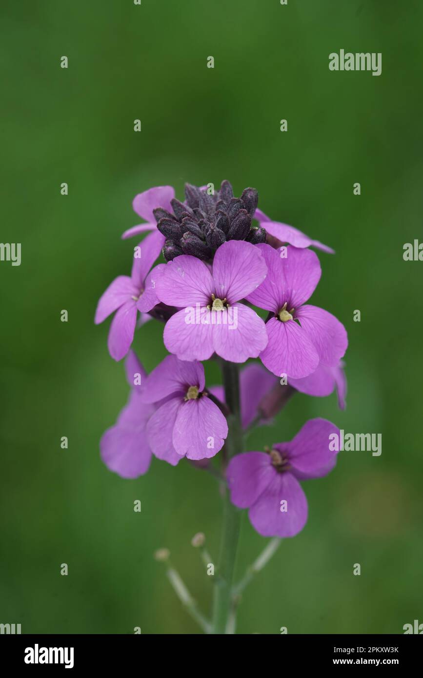 Natural vertical closeup on the fresh purple flower of the English Wallflower, Erysimum cheiri Stock Photo