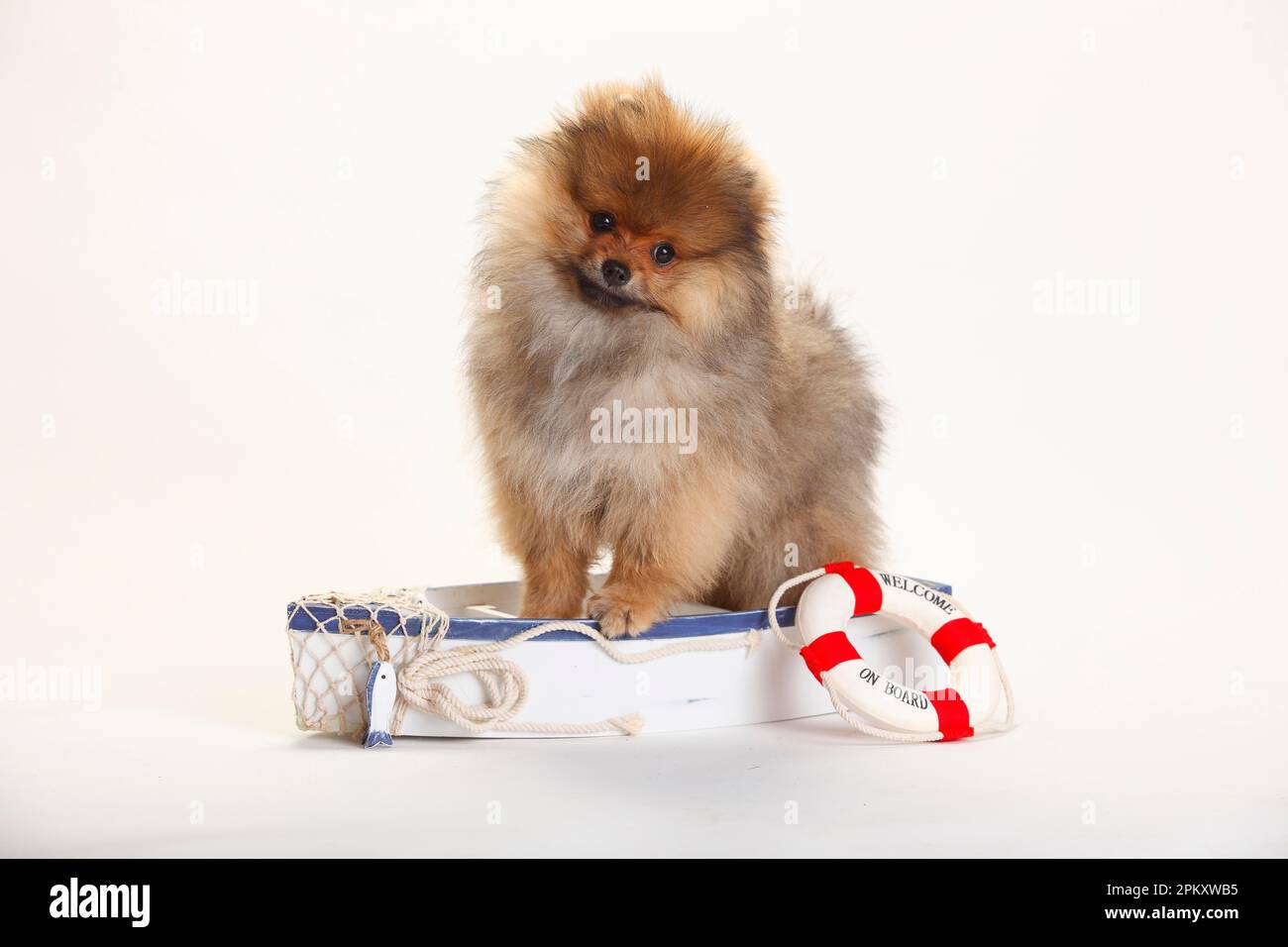 Miniature spitz, puppy, 4 months Stock Photo
