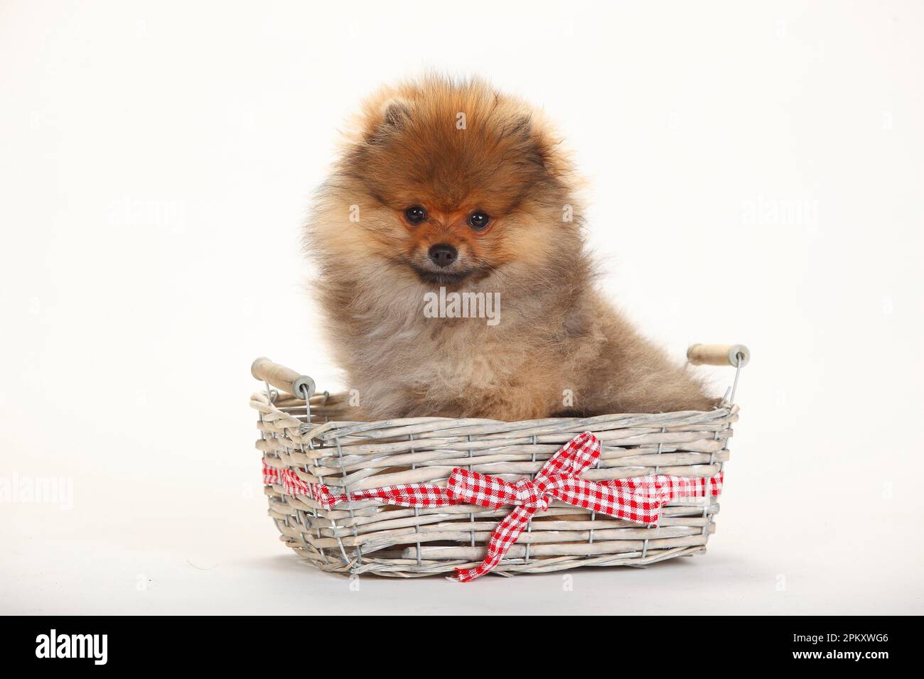 Miniature spitz, puppy, 4 months Stock Photo