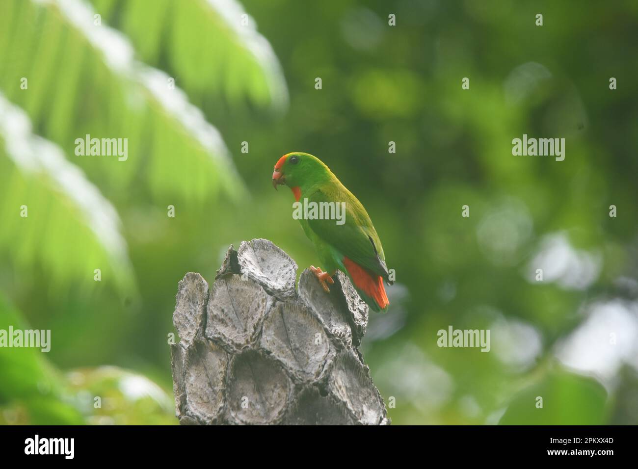 Bacong, Philippines. 10th Apr, 2023. Hanging parrots are birds in the genus Loriculus, a group of small parrots from tropical southern Asia. About 13 cm long, hanging parrots are mostly green plumaged and short-tailed. Often head coloring helps to identify individual species. (Photo by Joseph C. Ceriales/Pacific Press) Credit: Pacific Press Media Production Corp./Alamy Live News Stock Photo