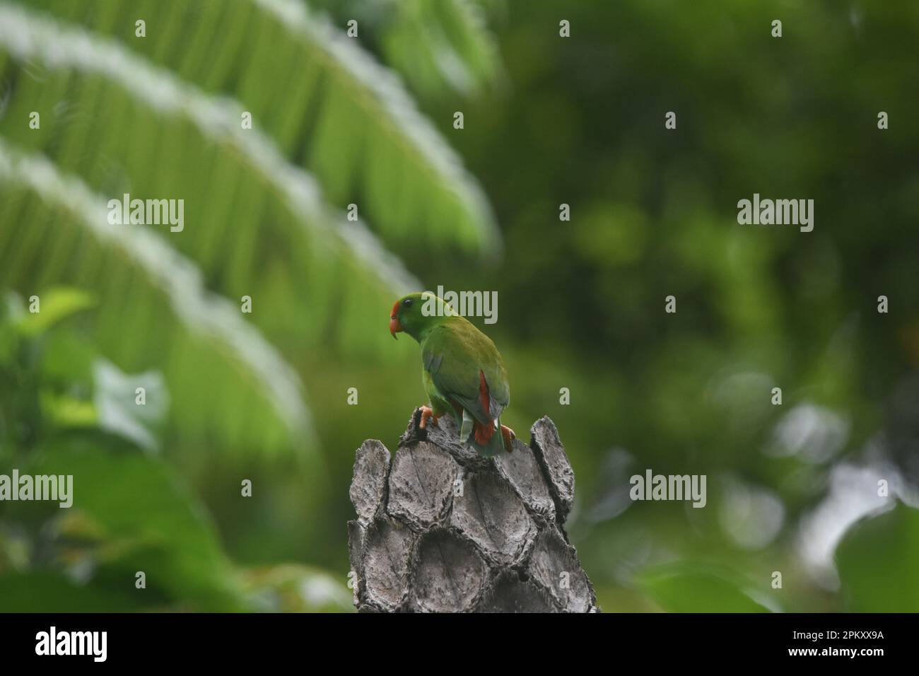 Bacong, Philippines. 10th Apr, 2023. Hanging parrots are birds in the genus Loriculus, a group of small parrots from tropical southern Asia. About 13 cm long, hanging parrots are mostly green plumaged and short-tailed. Often head coloring helps to identify individual species. (Photo by Joseph C. Ceriales/Pacific Press) Credit: Pacific Press Media Production Corp./Alamy Live News Stock Photo