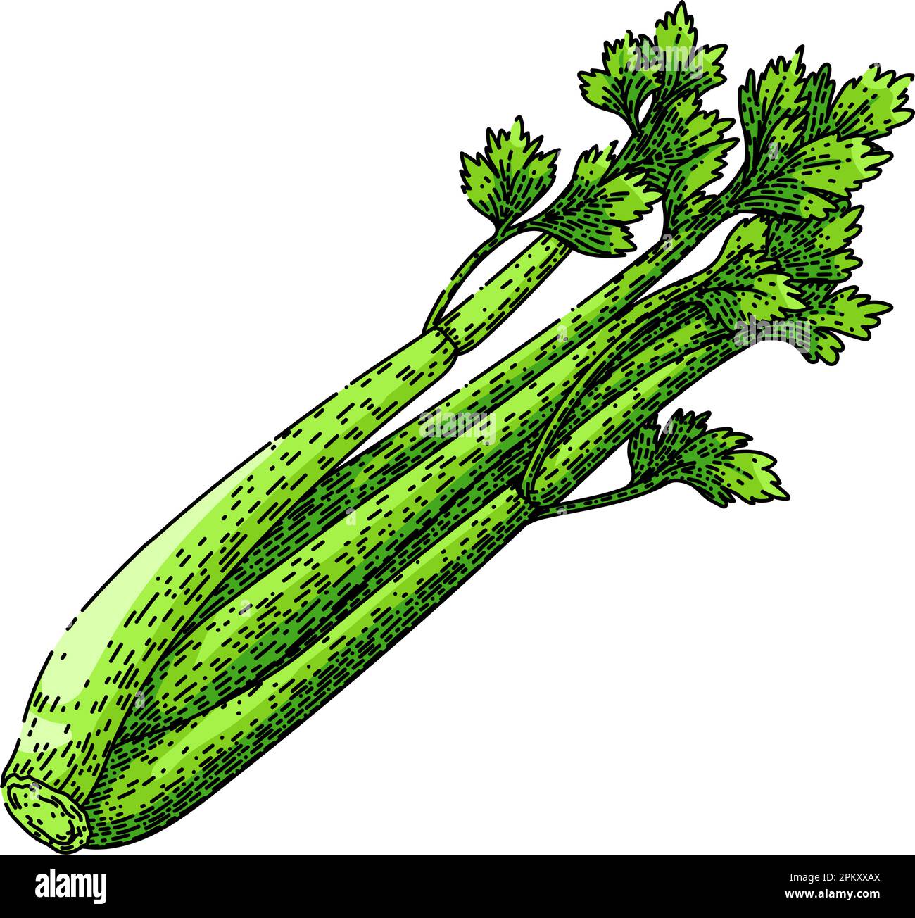 celery green sketch hand drawn vector Stock Vector Image & Art Alamy