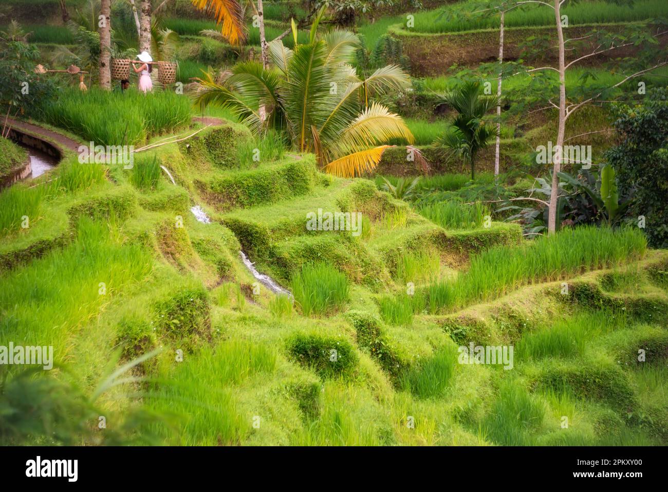 Lush rice fields on Bali island, Indonesia Stock Photo - Alamy