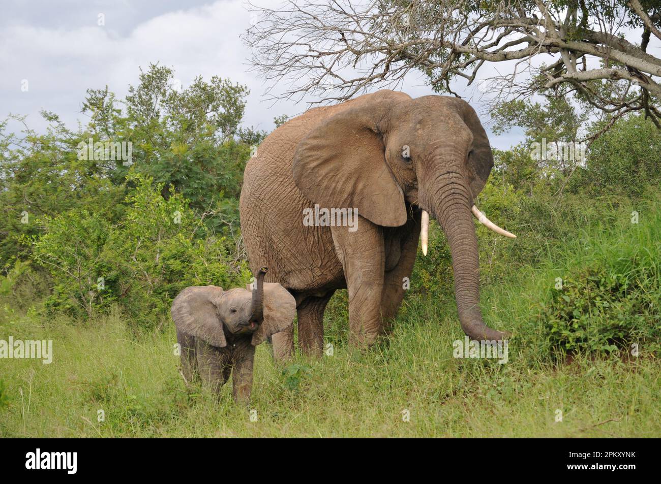 Elephants in the Wild Stock Photo