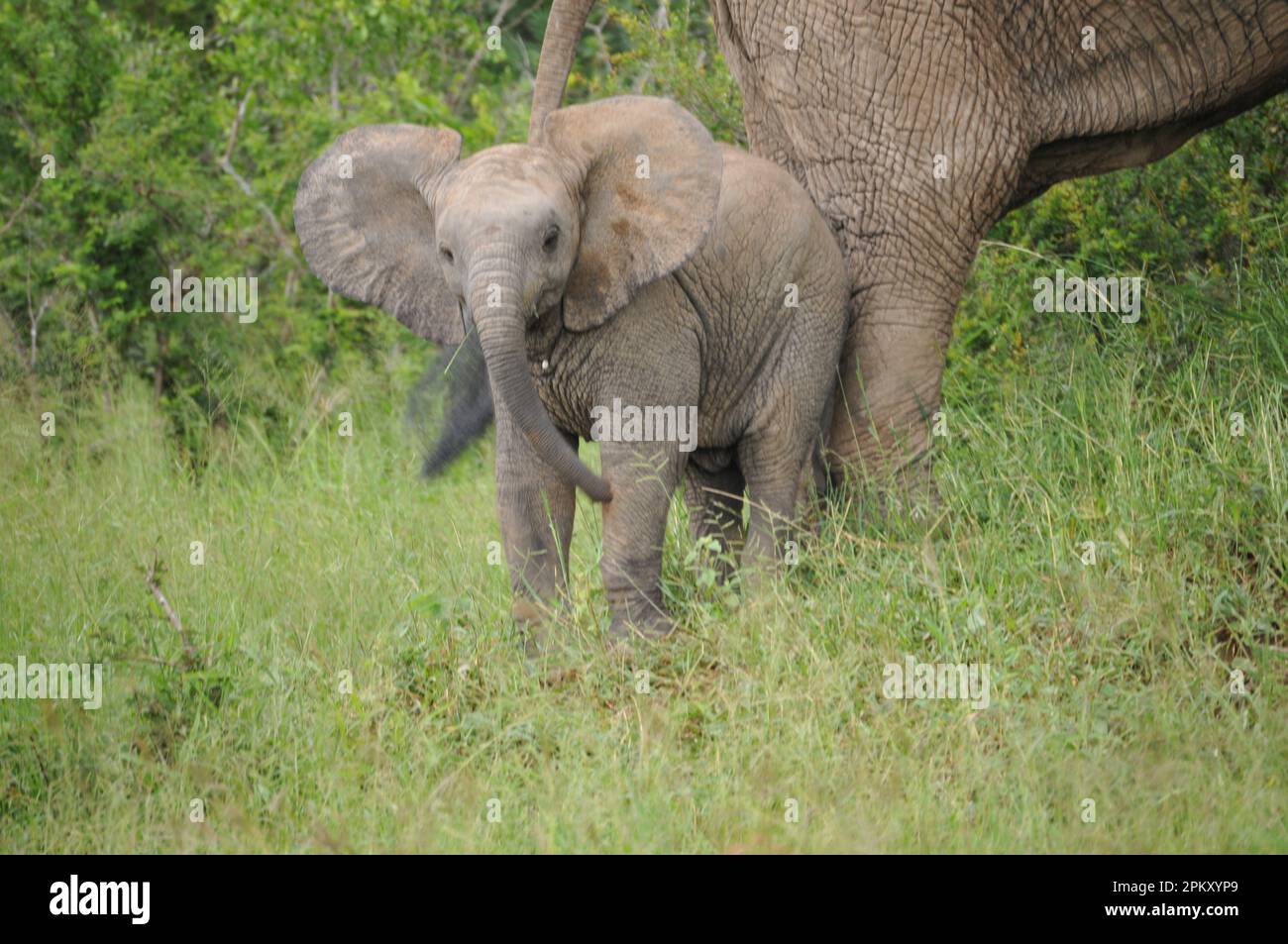 Elephants in the Wild Stock Photo