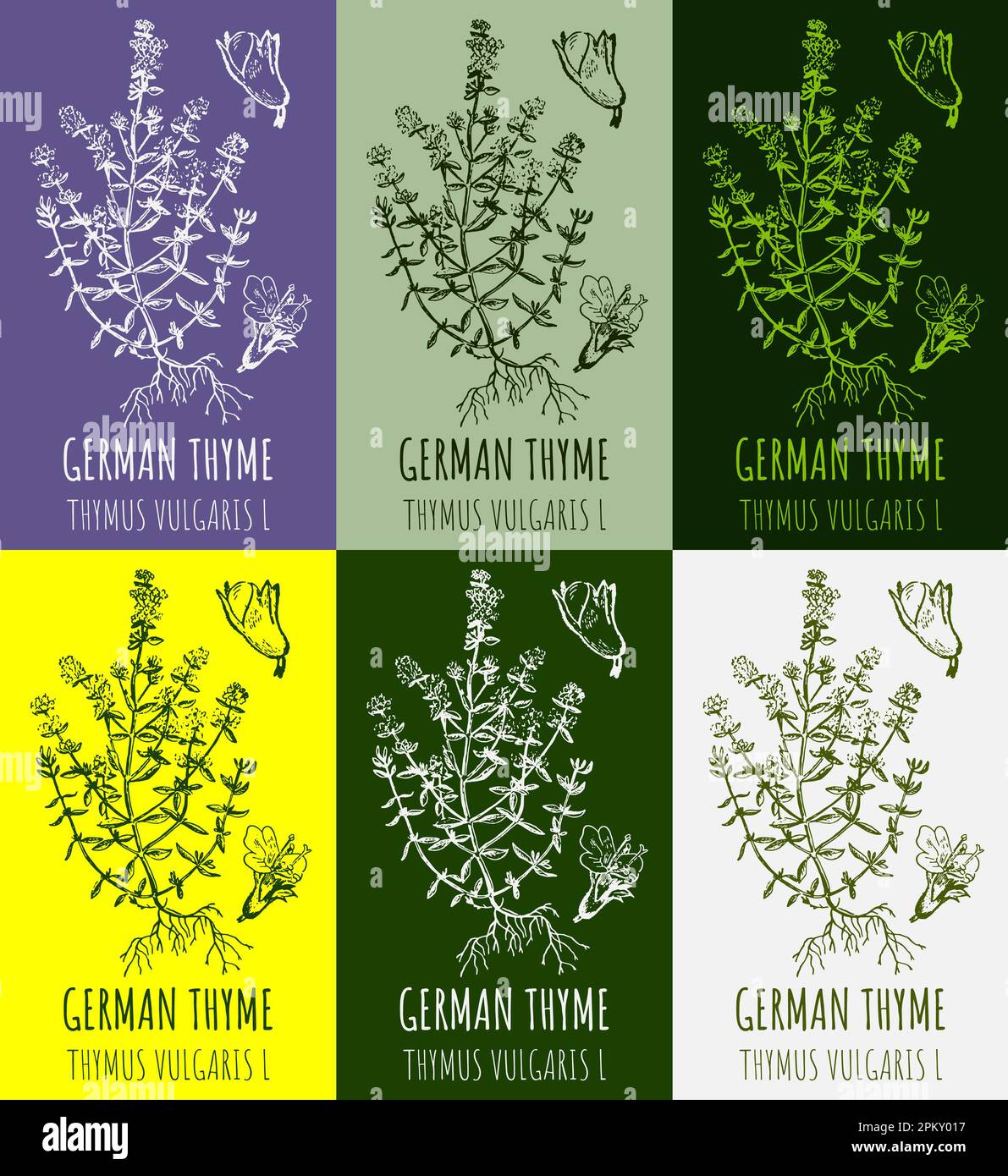 Set of drawings COMMON THYME in different colors. Hand drawn