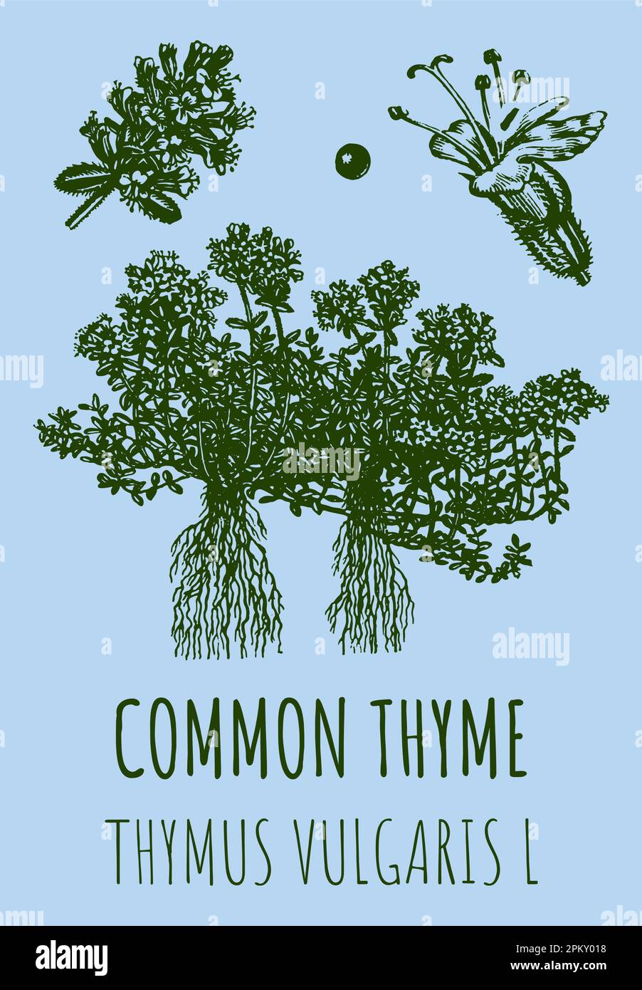 Drawings of COMMON THYME. Hand drawn illustration. Latin name Leonurus THYMUS VULGARIS L. Stock Photo