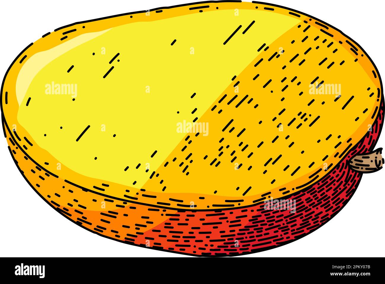 mango fruit cut sketch hand drawn vector Stock Vector Image & Art Alamy