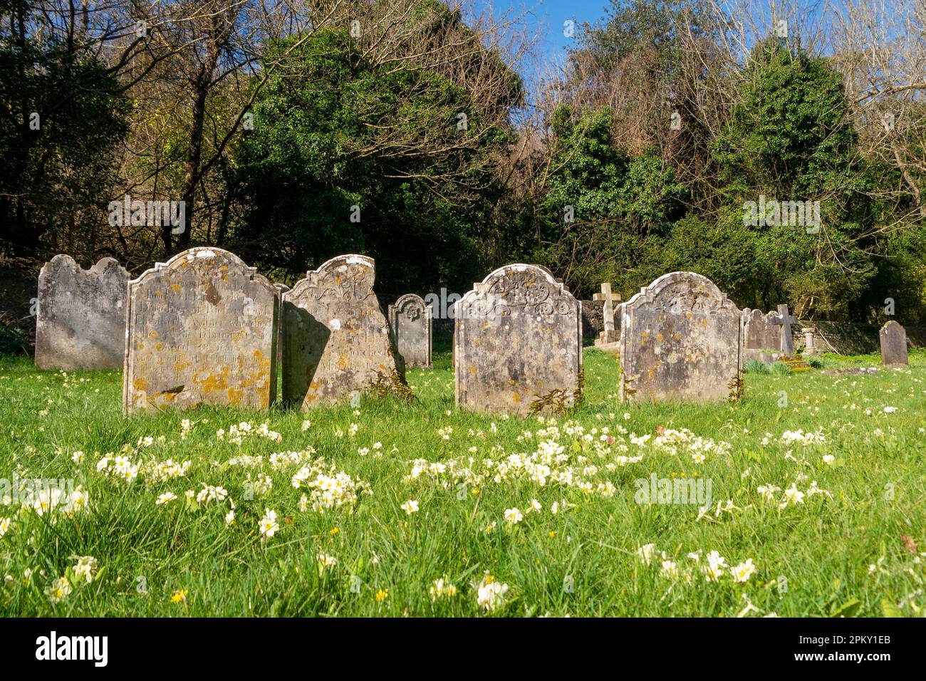 Old & New spring Primroses bloom near 18th and 19th Century