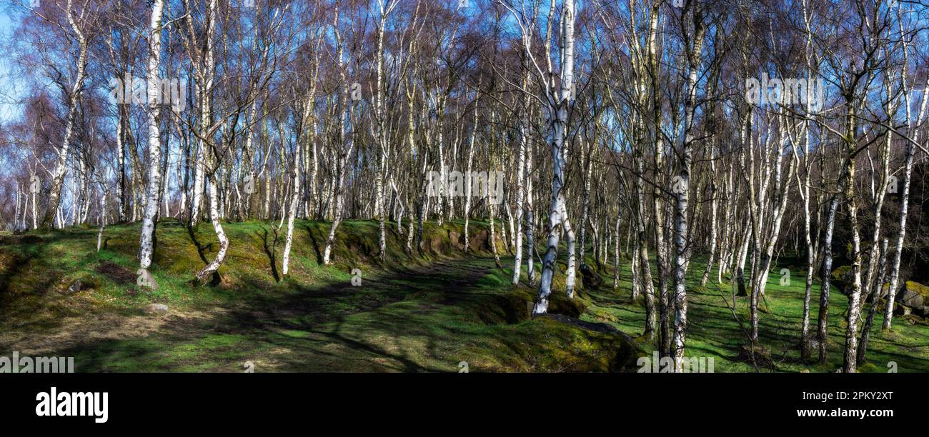 A pano shot of Silver birch trees in Bolehill quarry Hathersage Peak District Derbyshire uk Stock Photo