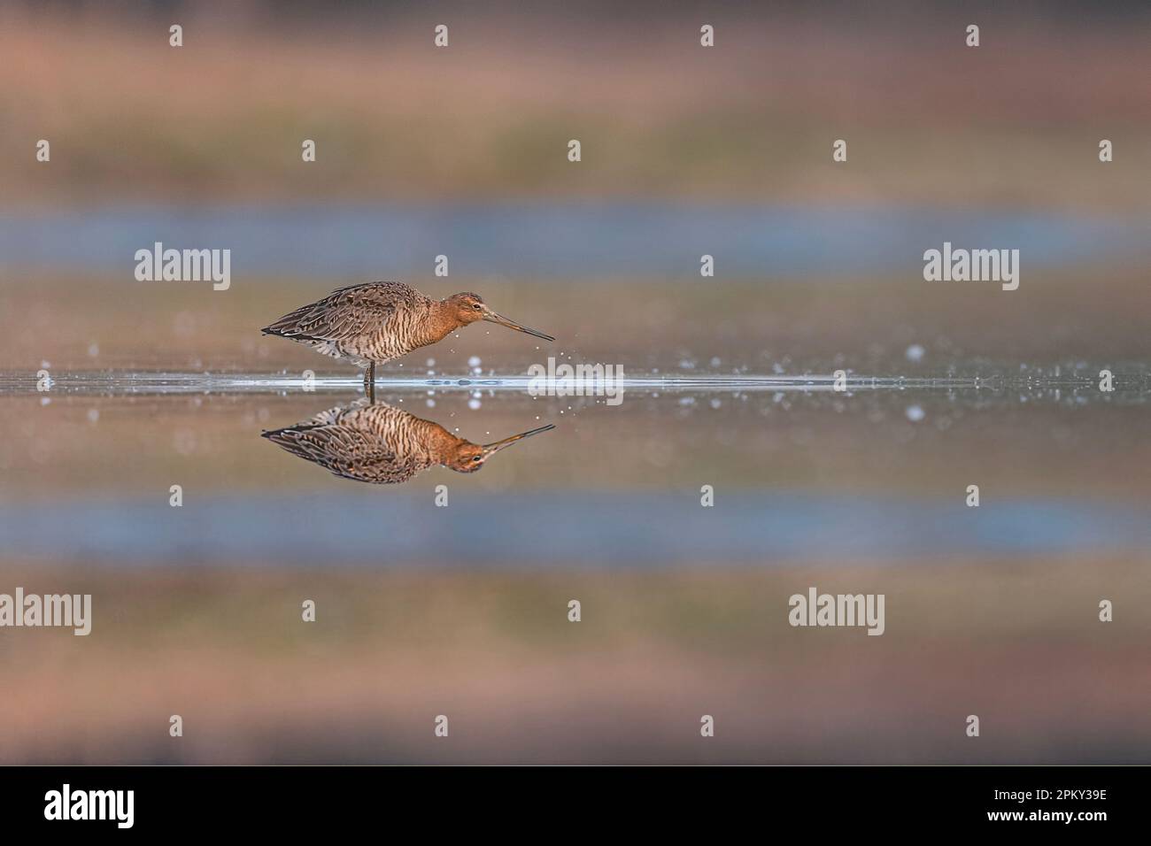 The black-tailed godwit at sunrise (Limosa limosa) Stock Photo