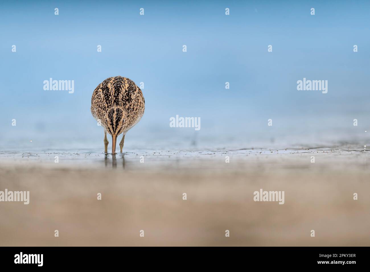 At hunt, fine art portrait of common snipe (Gallinago gallinago) Stock Photo