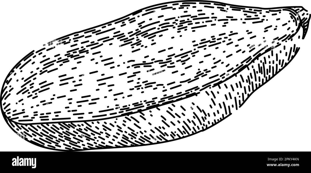 sweet potato purple sketch hand drawn vector Stock Vector Image & Art