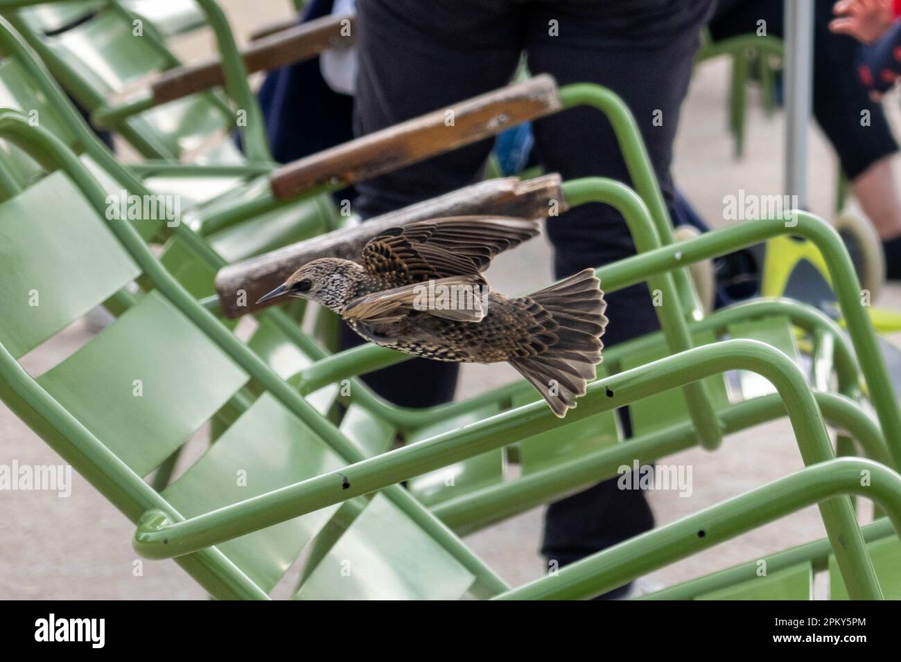 Zoomed Photo of European Starling Bird Soaring Low with Green Chairs in the Background Stock Photo