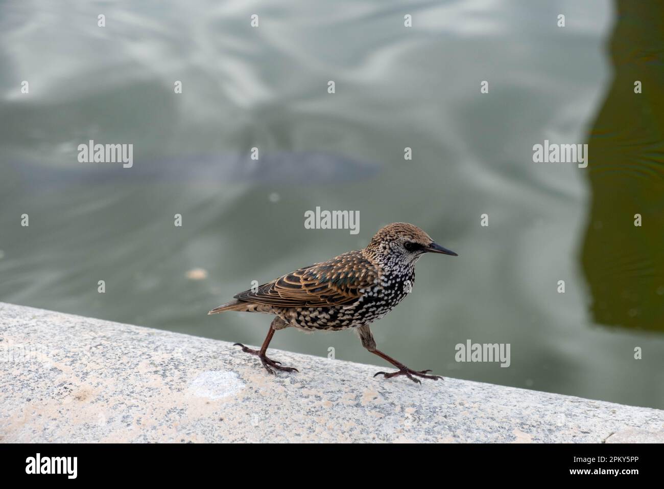Zoomed Photo of European Starling Bird Walking on the Edge of the Fountain Stock Photo