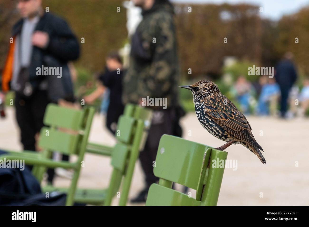 Zoomed Photo of European Starling Bird on Green Chair in Parisian Garden Amidst Blurry People Background Stock Photo